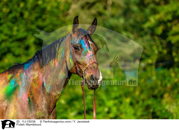 Polnisches Warmblut / Polish Warmblood / YJ-15039