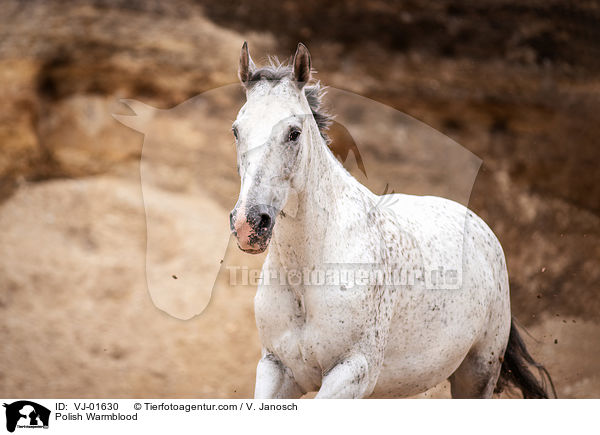 Polnisches Warmblut / Polish Warmblood / VJ-01630