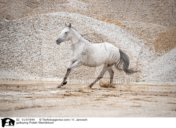 galloping Polish Warmblood / VJ-01644
