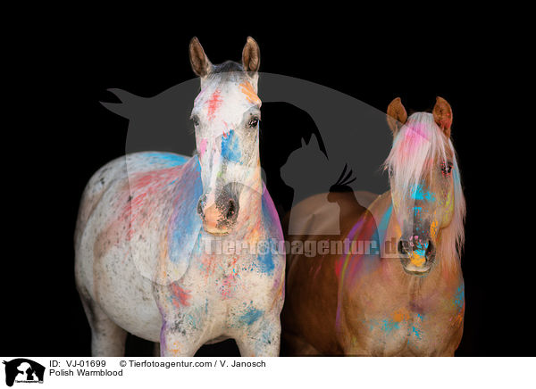 Polnisches Warmblut / Polish Warmblood / VJ-01699