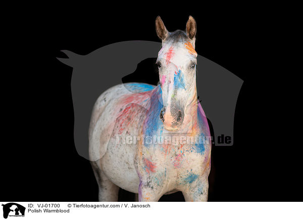 Polnisches Warmblut / Polish Warmblood / VJ-01700