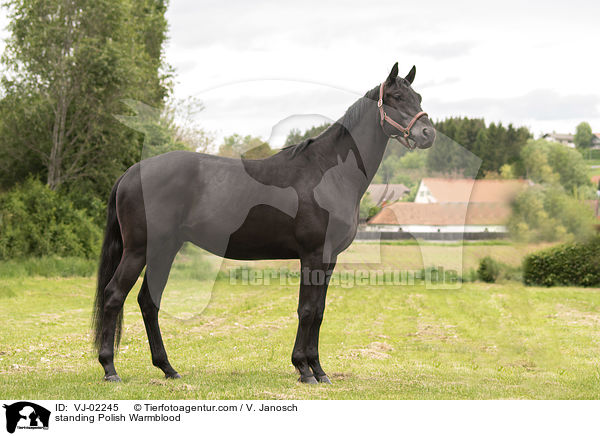standing Polish Warmblood / VJ-02245