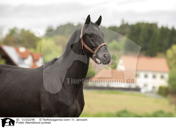 Polnisches Warmblut Portrait / Polish Warmblood portrait / VJ-02246