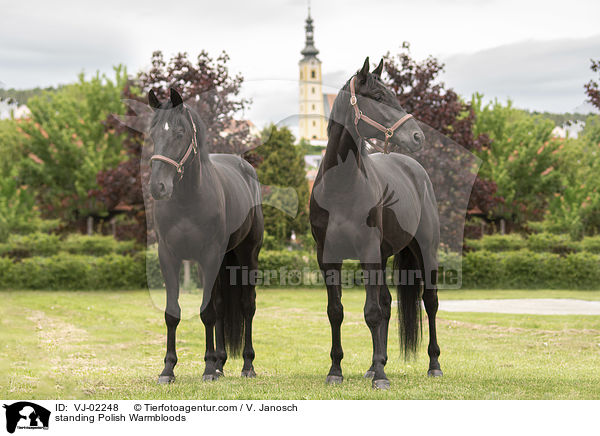 standing Polish Warmbloods / VJ-02248