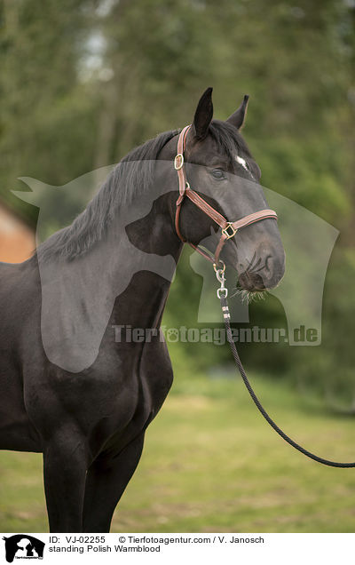 standing Polish Warmblood / VJ-02255