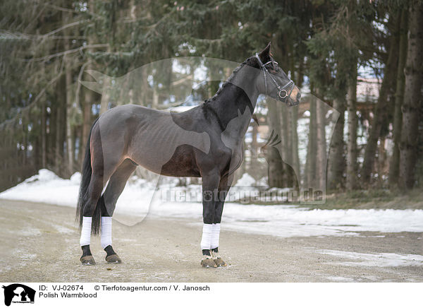 Polnisches Warmblut / Polish Warmblood / VJ-02674