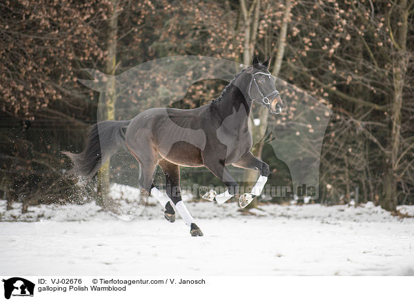 galoppierendes Polnisches Warmblut / galloping Polish Warmblood / VJ-02676