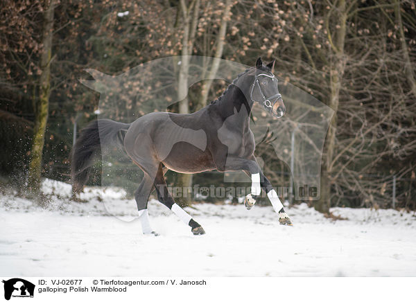 galoppierendes Polnisches Warmblut / galloping Polish Warmblood / VJ-02677