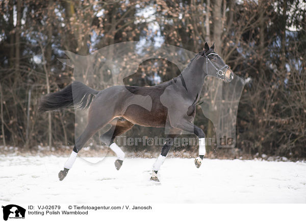 trabendes Polnisches Warmblut / trotting Polish Warmblood / VJ-02679