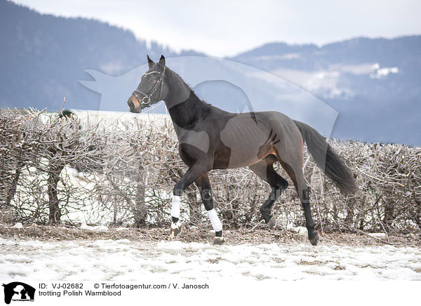 trotting Polish Warmblood / VJ-02682
