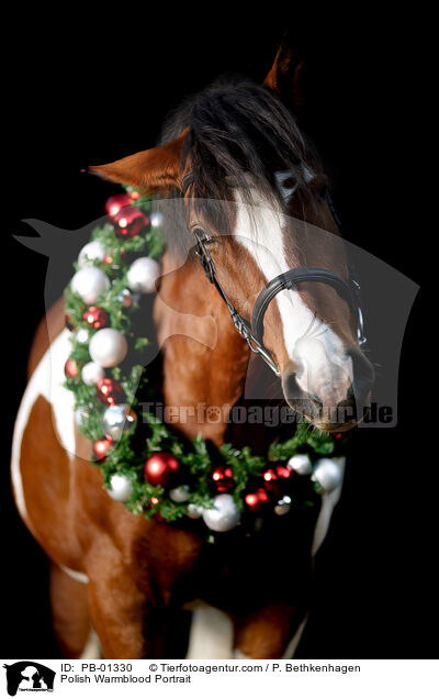 Polish Warmblood Portrait / PB-01330