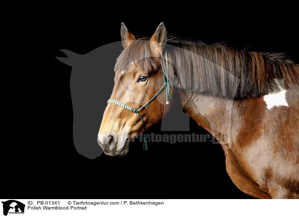 Polish Warmblood Portrait / PB-01341