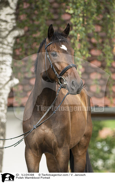 Polnisches Warmblut Portrait / Polish Warmblood Portrait / VJ-04398