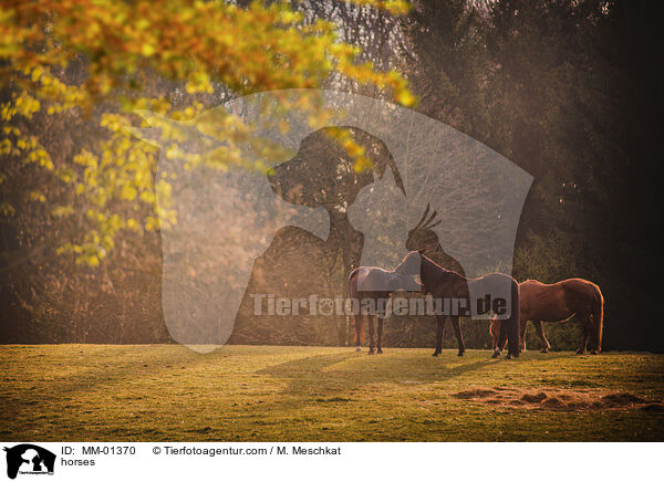 Pferde / horses / MM-01370
