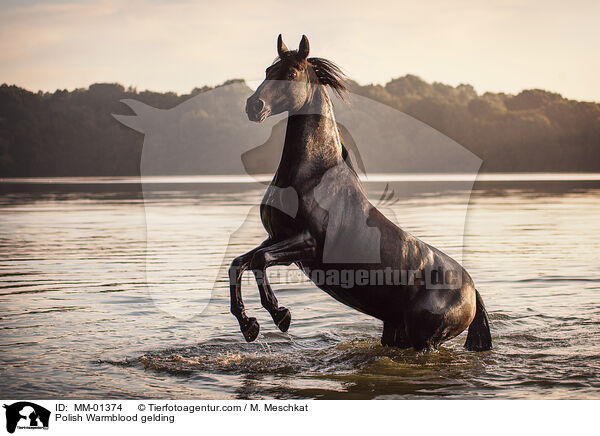 Polnisches Warmblut Wallach / Polish Warmblood gelding / MM-01374