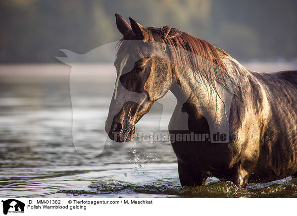 Polish Warmblood gelding / MM-01382
