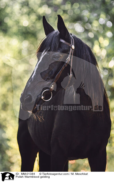 Polnisches Warmblut Wallach / Polish Warmblood gelding / MM-01384