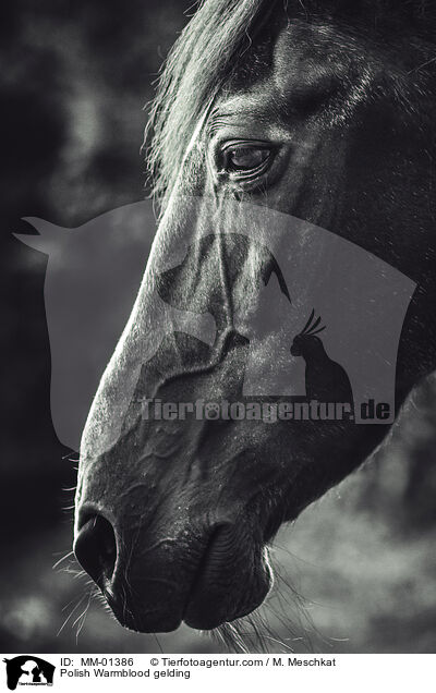 Polish Warmblood gelding / MM-01386