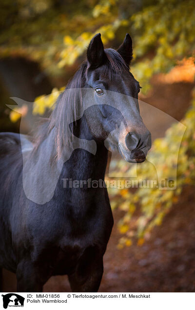 Polish Warmblood / MM-01856