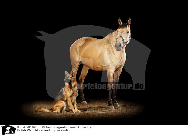 Polnisches Warmblut und Hund im Studio / Polish Warmblood and dog in studio / AZ-01698