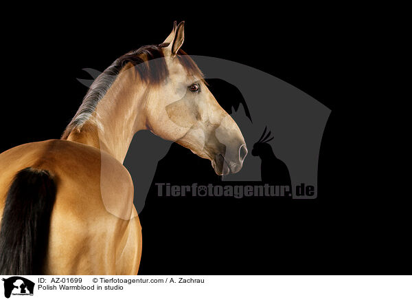 Polish Warmblood in studio / AZ-01699