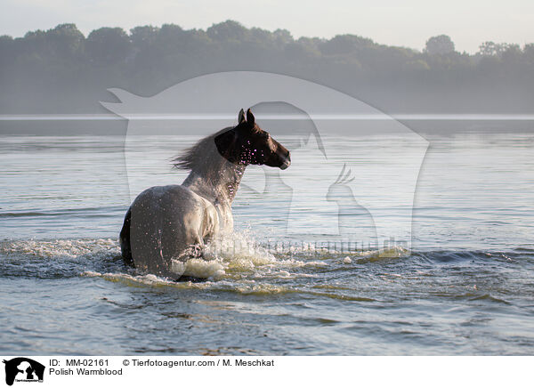 Polnisches Warmblut / Polish Warmblood / MM-02161