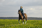 woman rides Polish warmblood
