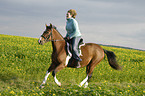 woman rides Polish warmblood