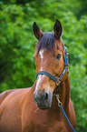 Polish Warmblood Portrait