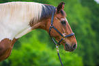 Polish Warmblood Portrait