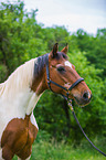 Polish Warmblood Portrait