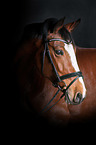 Polish Warmblood Portrait