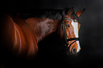 Polish Warmblood Portrait