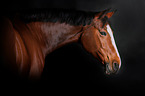 Polish Warmblood Portrait
