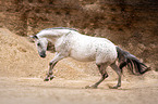 galloping Polish Warmblood