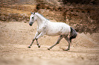 galloping Polish Warmblood