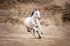 galloping Polish Warmblood