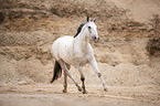 trotting Polish Warmblood