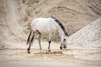 walking Polish Warmblood