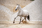 galloping Polish Warmblood