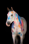Polish Warmblood