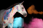 Polish Warmblood