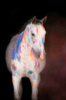 Polish Warmblood