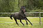 galloping Polish Warmblood