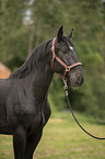 standing Polish Warmblood