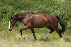 trotting Polish Warmblood
