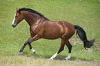 galloping Polish Warmblood