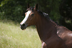 Polish Warmblood portrait