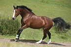 galloping Polish Warmblood