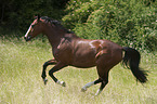 galloping Polish Warmblood